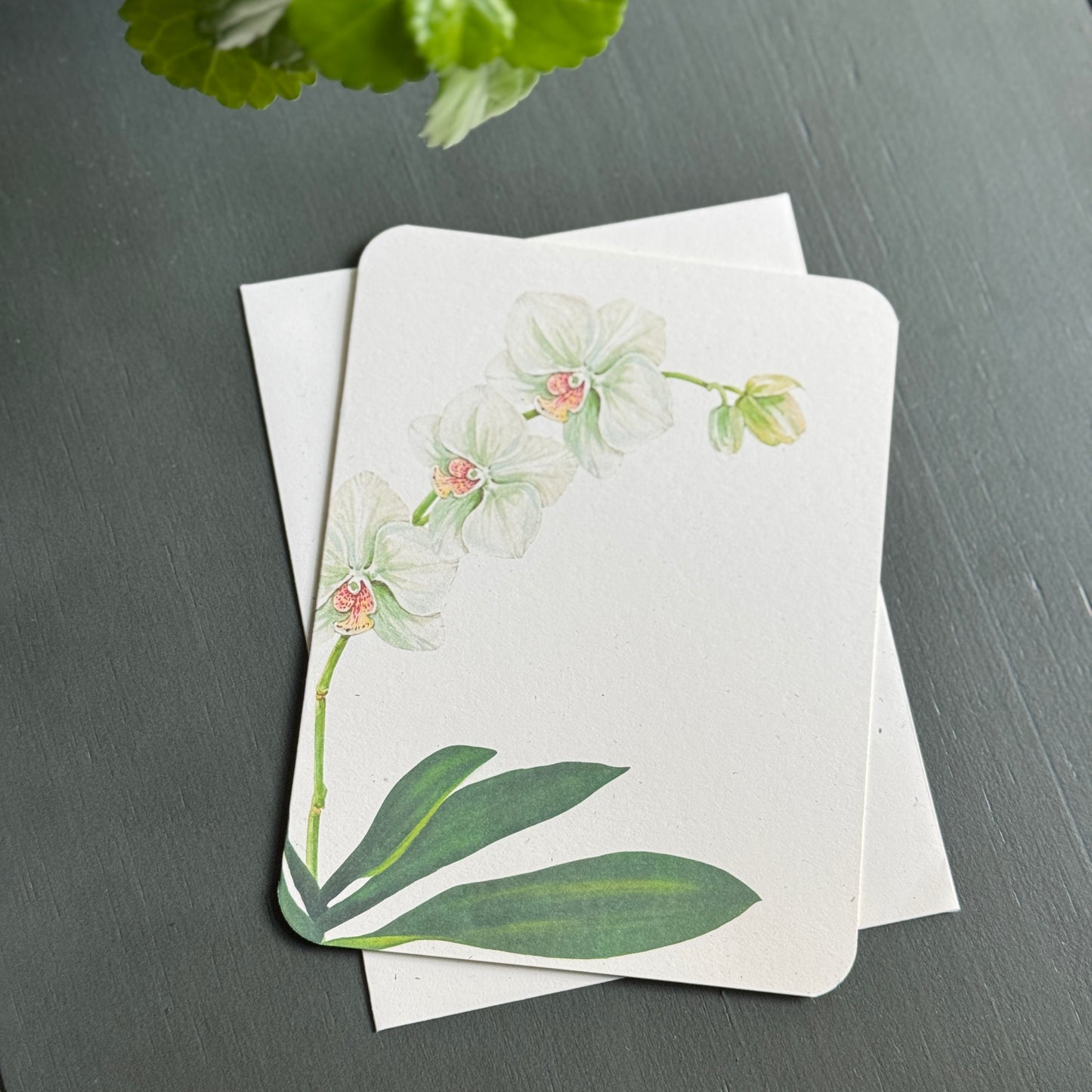 Orchid Card