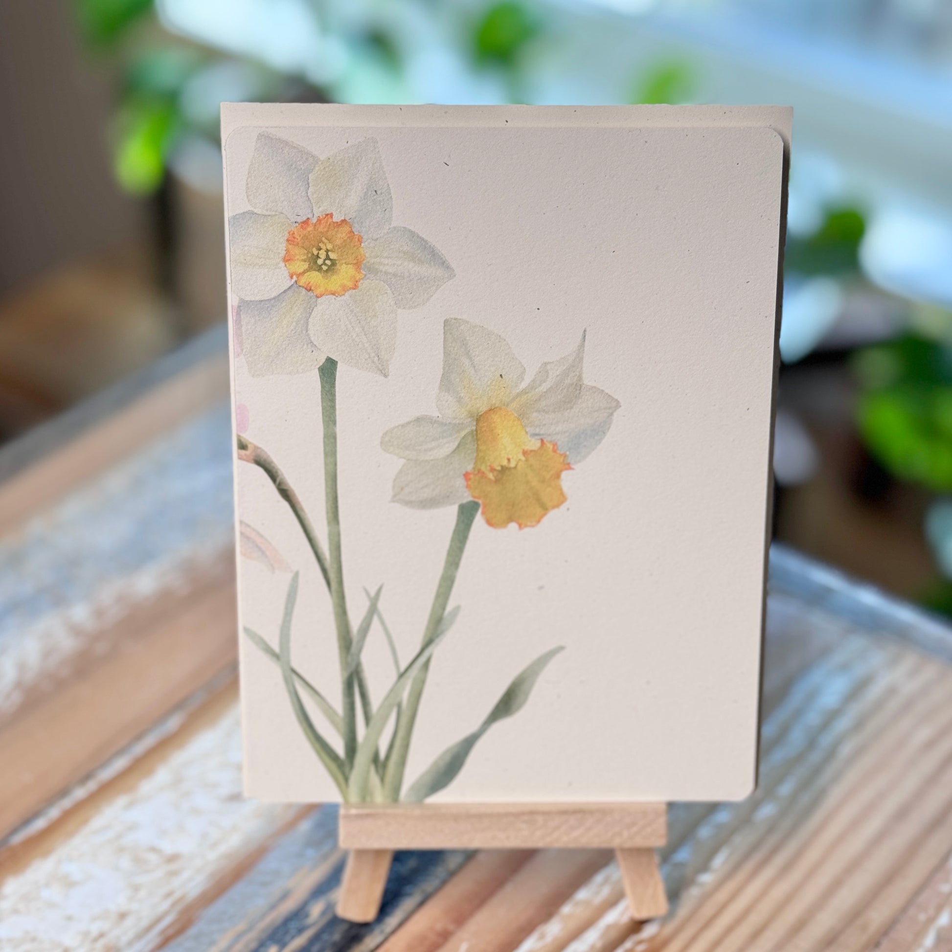 December - Holly/Narcissus