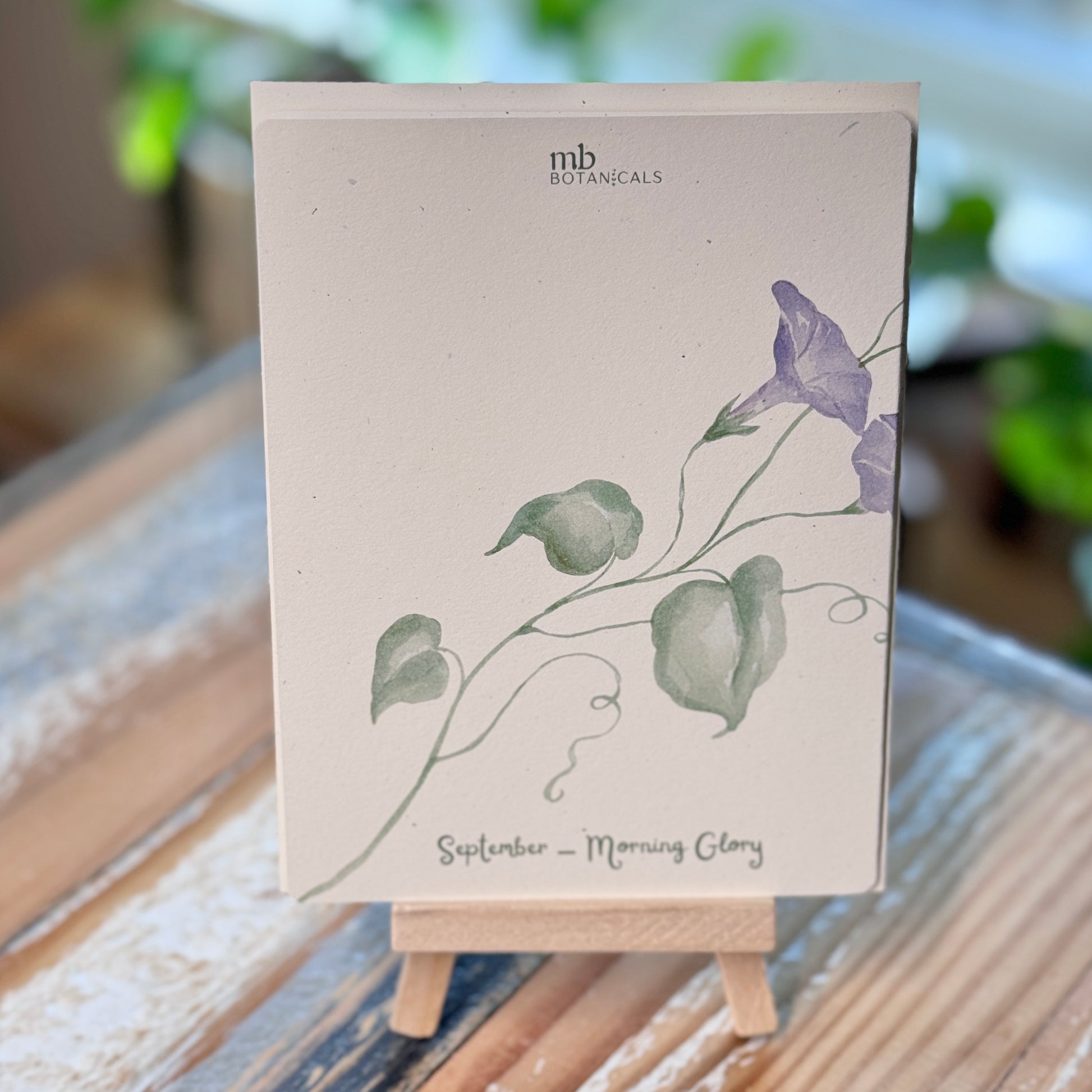 September - Morning Glory